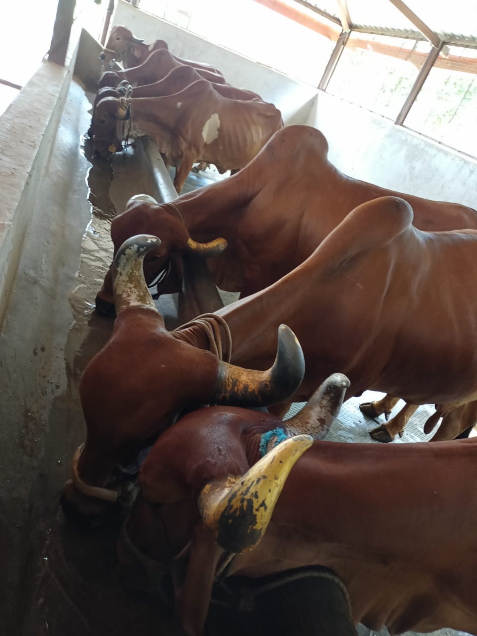 Cows